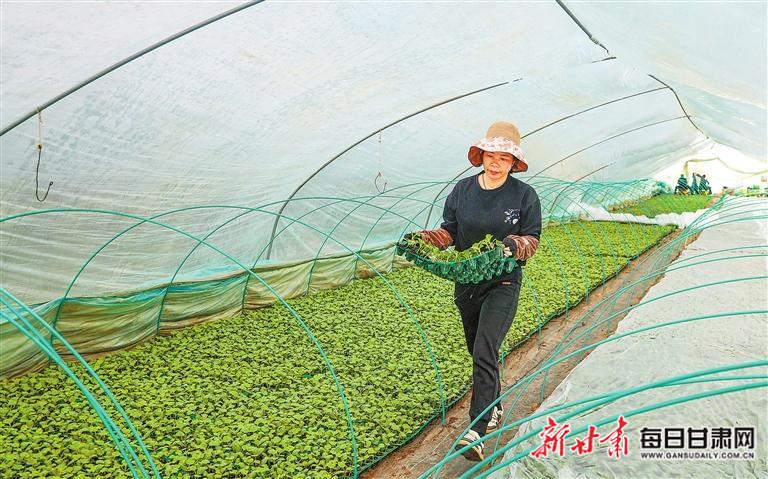【图片新闻】泾川县：农户在培育、嫁接瓜苗